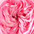 Różowy  - Róże rabatowe floribunda - Mariatheresia®